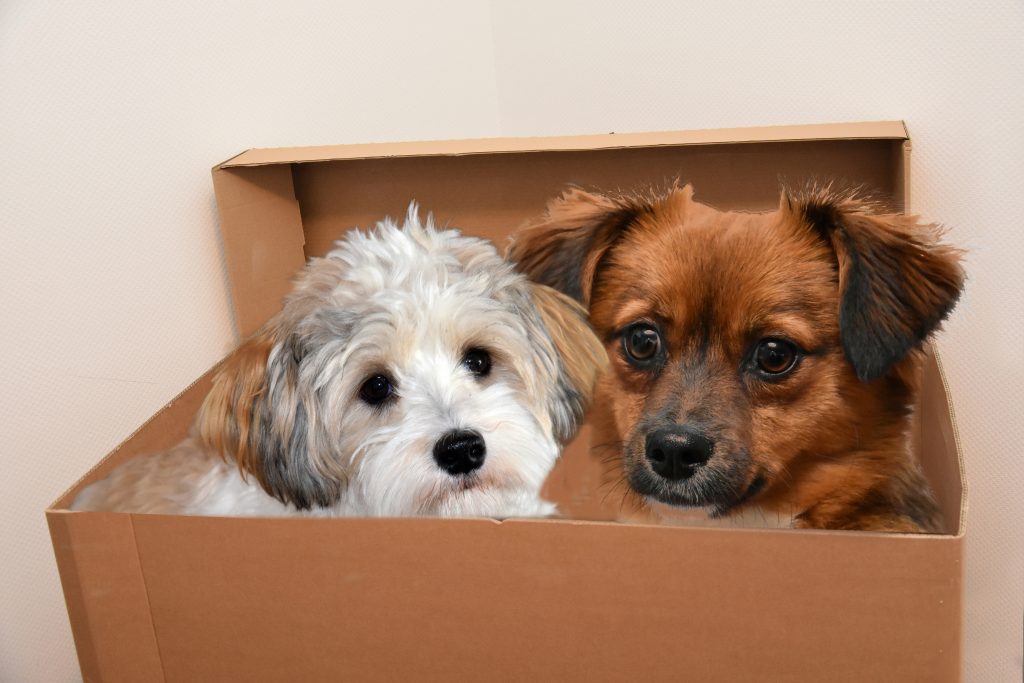 2 pet dogs in a moving box, ready to move